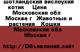 шотландский вислоухий котик. › Цена ­ 20 000 - Московская обл., Москва г. Животные и растения » Кошки   . Московская обл.,Москва г.